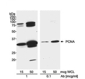 Western Blot- Anti-PCNA Antibody (A295398) - Antibodies.com