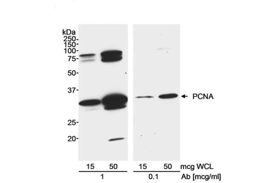 Western Blot- Anti-PCNA Antibody (A295398) - Antibodies.com