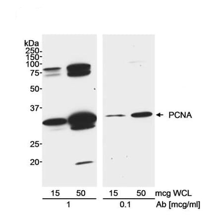 Western Blot- Anti-PCNA Antibody (A295398) - Antibodies.com