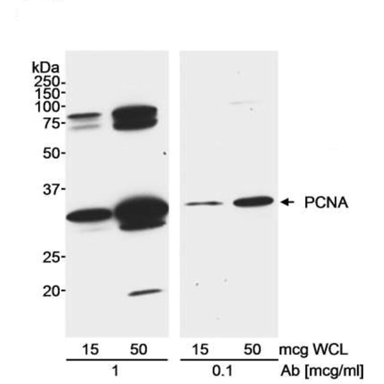 Western Blot- Anti-PCNA Antibody (A295398) - Antibodies.com