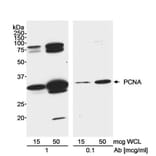Western Blot- Anti-PCNA Antibody (A295398) - Antibodies.com