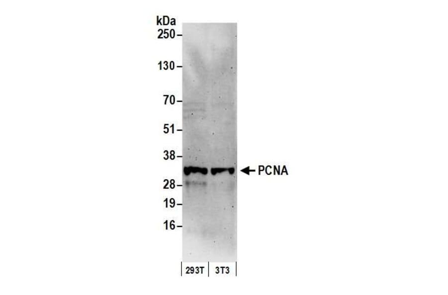 Western Blot - Anti-PCNA Antibody (A295398) - Antibodies.com