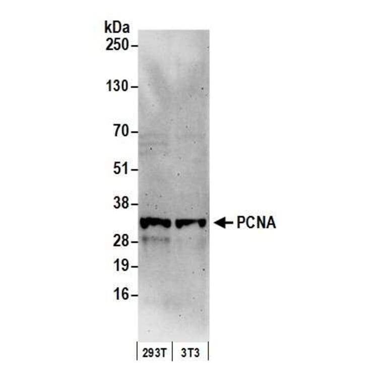 Western Blot - Anti-PCNA Antibody (A295398) - Antibodies.com