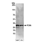 Western Blot - Anti-PCNA Antibody (A295398) - Antibodies.com