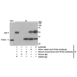 Immunoprecipitation - Anti-PCNA Antibody (A295398) - Antibodies.com