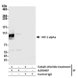 Immunoprecipitation - Anti-HIF-1 alpha Antibody (A295407) - Antibodies.com