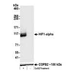 Western Blot - Anti-HIF-1 alpha Antibody (A295407) - Antibodies.com