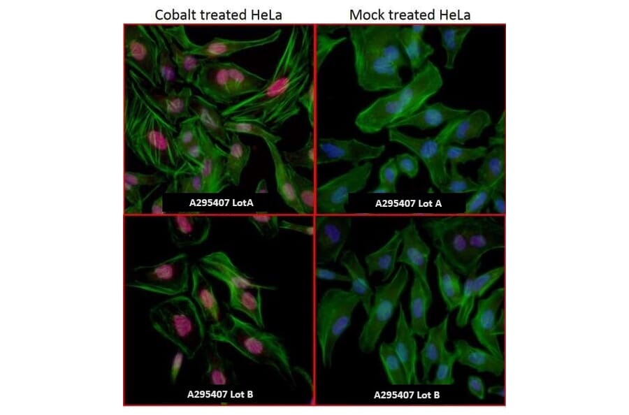 Immunocytochemistry - Anti-HIF-1 alpha Antibody (A295407) - Antibodies.com