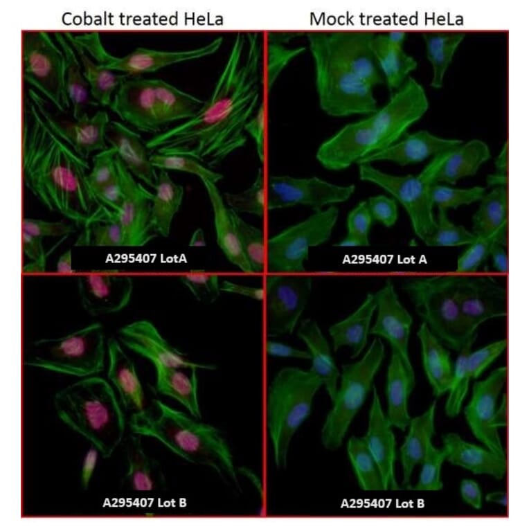 Immunocytochemistry - Anti-HIF-1 alpha Antibody (A295407) - Antibodies.com