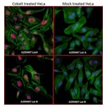 Immunocytochemistry - Anti-HIF-1 alpha Antibody (A295407) - Antibodies.com