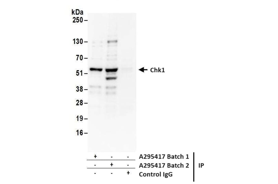 Immunoprecipitation - Anti-Chk1 Antibody (A295417) - Antibodies.com