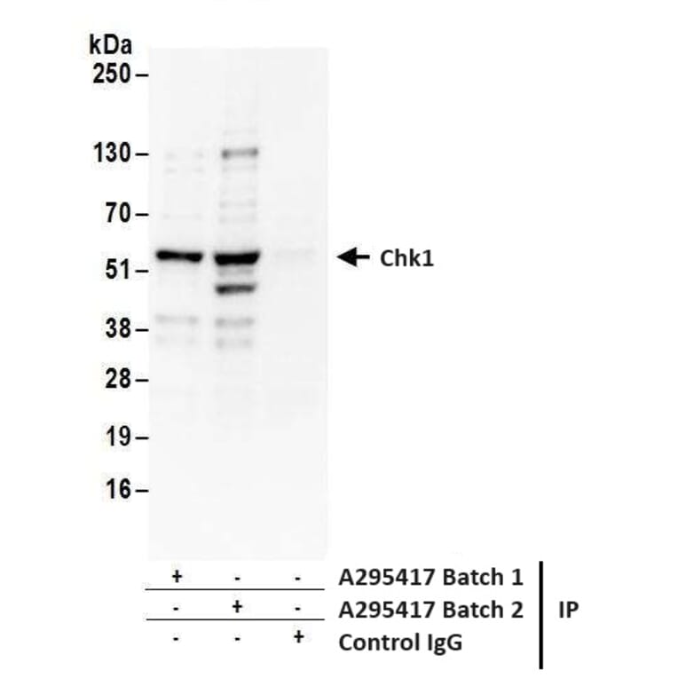 Immunoprecipitation - Anti-Chk1 Antibody (A295417) - Antibodies.com