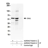 Immunoprecipitation - Anti-Chk1 Antibody (A295417) - Antibodies.com