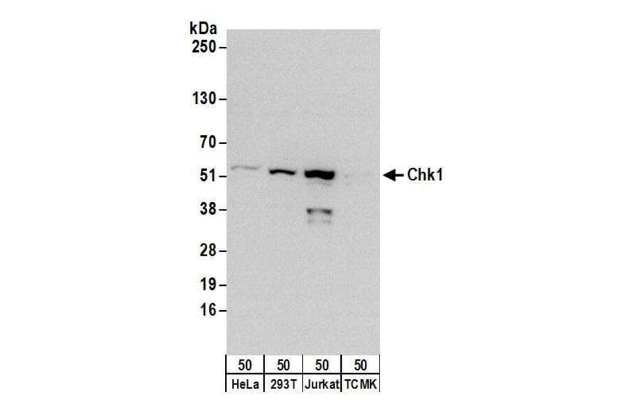 Western Blot - Anti-Chk1 Antibody (A295417) - Antibodies.com