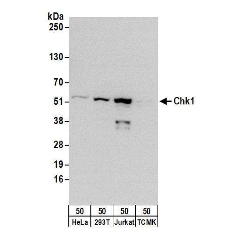 Western Blot - Anti-Chk1 Antibody (A295417) - Antibodies.com