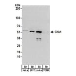 Western Blot - Anti-Chk1 Antibody (A295417) - Antibodies.com