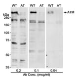 Western Blot - Anti-ATM Antibody (A295418) - Antibodies.com