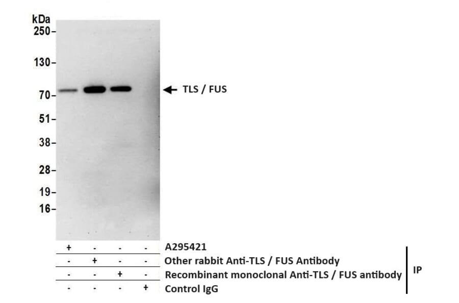 Immunoprecipitation - Anti-TLS / FUS Antibody (A295421) - Antibodies.com