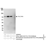 Immunoprecipitation - Anti-TLS / FUS Antibody (A295421) - Antibodies.com