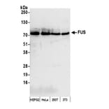 Western Blot - Anti-TLS / FUS Antibody (A295421) - Antibodies.com
