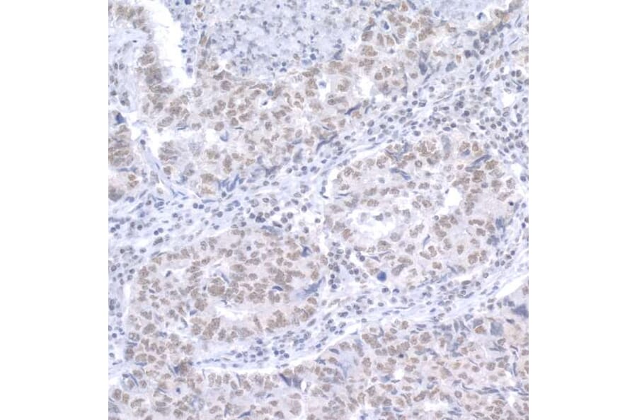 Immunohistochemistry - Anti-RAP1 Antibody (A295425) - Antibodies.com
