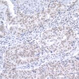 Immunohistochemistry - Anti-RAP1 Antibody (A295425) - Antibodies.com