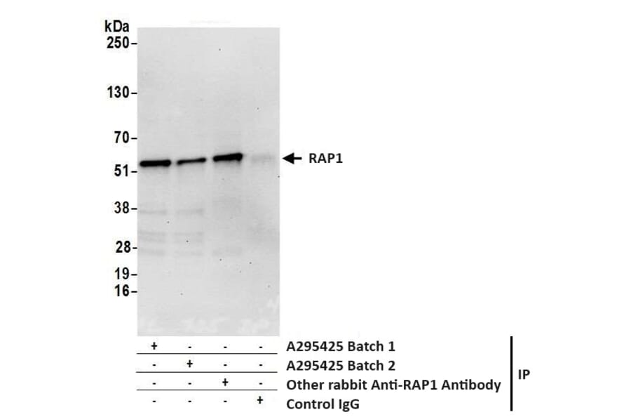 Immunoprecipitation - Anti-RAP1 Antibody (A295425) - Antibodies.com