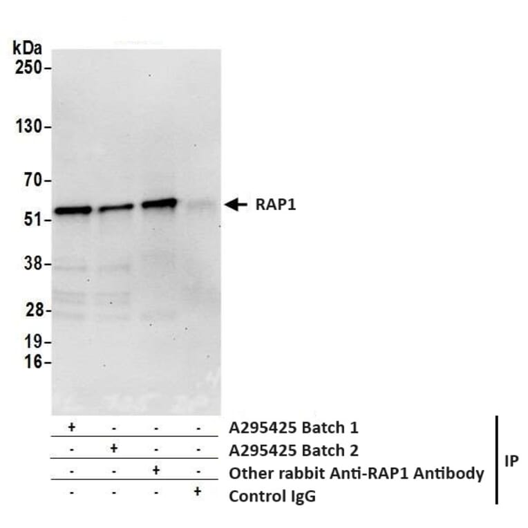 Immunoprecipitation - Anti-RAP1 Antibody (A295425) - Antibodies.com