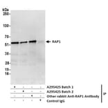Immunoprecipitation - Anti-RAP1 Antibody (A295425) - Antibodies.com