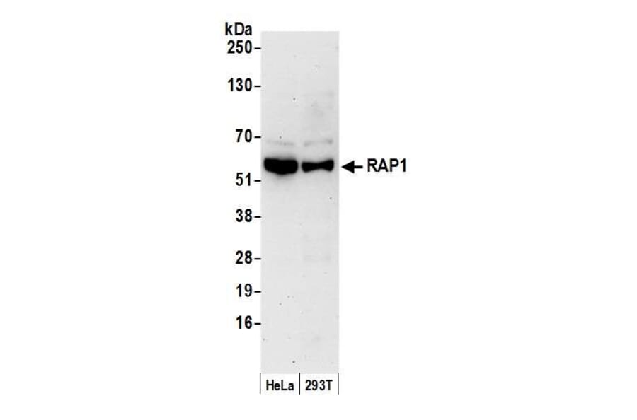 Western Blot - Anti-RAP1 Antibody (A295425) - Antibodies.com