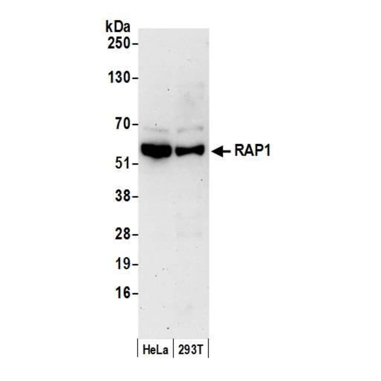 Western Blot - Anti-RAP1 Antibody (A295425) - Antibodies.com