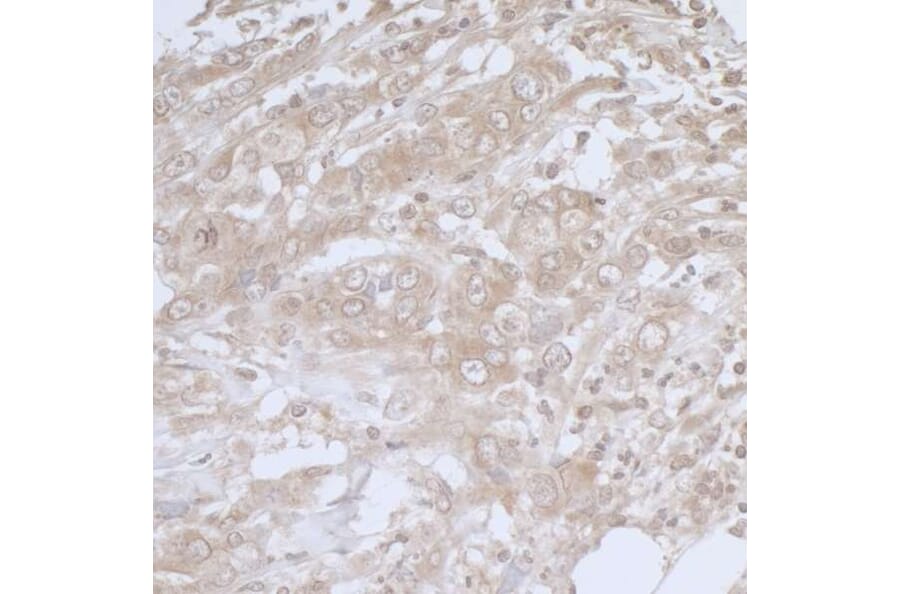 Immunohistochemistry - Anti-BIRC6 / APOLLON Antibody (A295470) - Antibodies.com