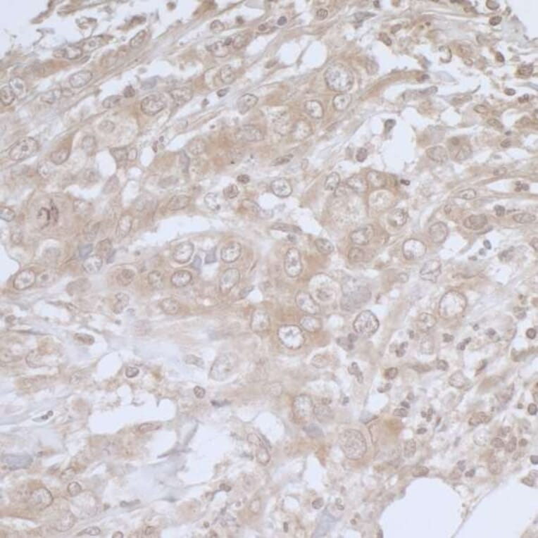 Immunohistochemistry - Anti-BIRC6 / APOLLON Antibody (A295470) - Antibodies.com