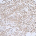 Immunohistochemistry - Anti-BIRC6 / APOLLON Antibody (A295470) - Antibodies.com