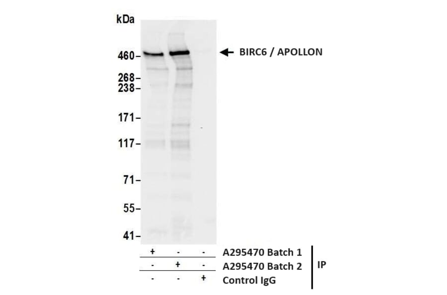 Immunoprecipitation - Anti-BIRC6 / APOLLON Antibody (A295470) - Antibodies.com