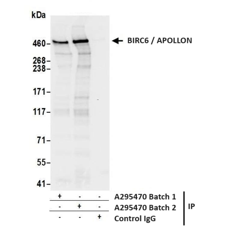 Immunoprecipitation - Anti-BIRC6 / APOLLON Antibody (A295470) - Antibodies.com