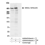 Immunoprecipitation - Anti-BIRC6 / APOLLON Antibody (A295470) - Antibodies.com