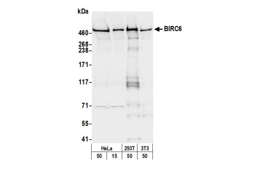 Western Blot - Anti-BIRC6 / APOLLON Antibody (A295470) - Antibodies.com