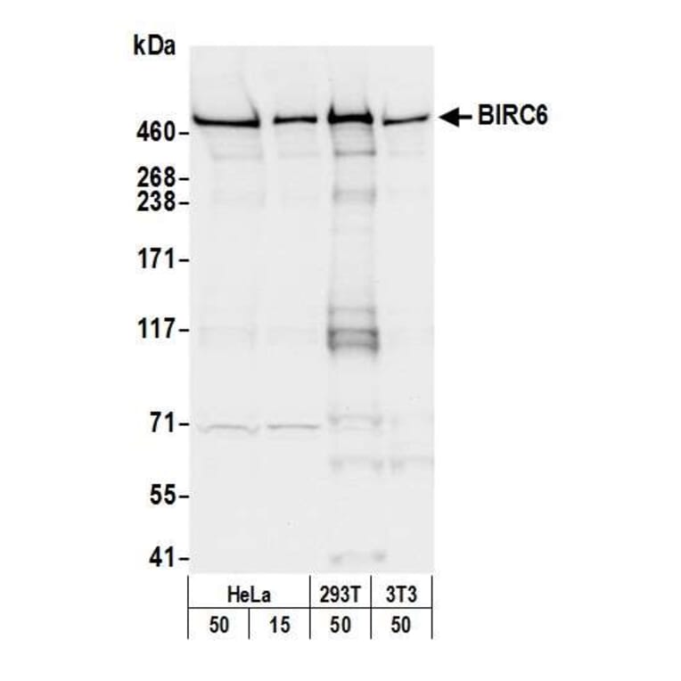 Western Blot - Anti-BIRC6 / APOLLON Antibody (A295470) - Antibodies.com