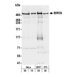 Western Blot - Anti-BIRC6 / APOLLON Antibody (A295470) - Antibodies.com