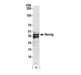 Western Blot - Anti-Nanog Antibody (A295493) - Antibodies.com