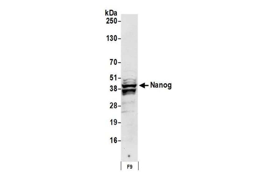 Western Blot - Anti-Nanog Antibody (A295493) - Antibodies.com