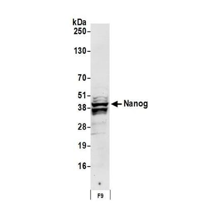 Western Blot - Anti-Nanog Antibody (A295493) - Antibodies.com