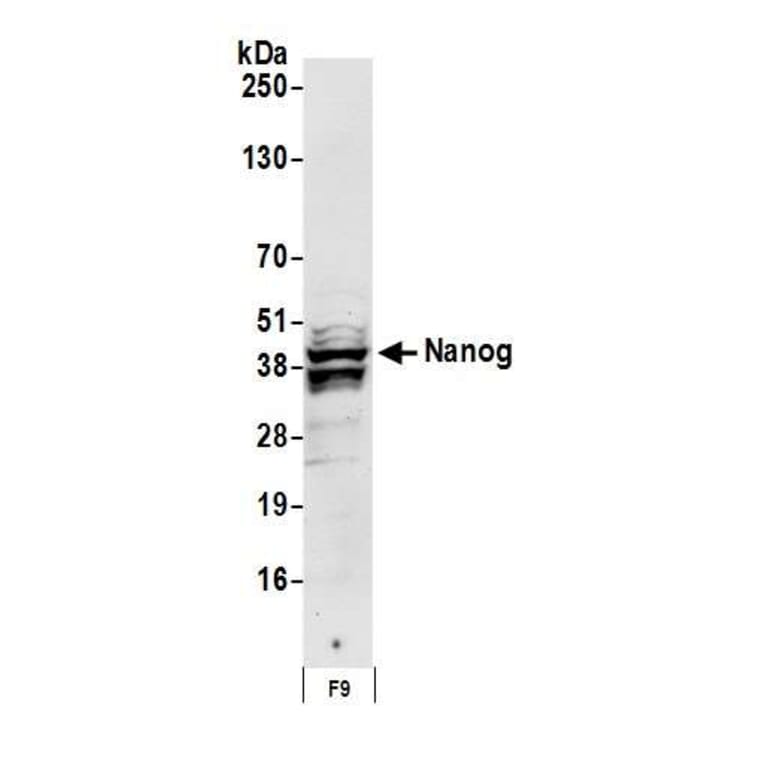 Western Blot - Anti-Nanog Antibody (A295493) - Antibodies.com