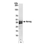 Western Blot - Anti-Nanog Antibody (A295493) - Antibodies.com