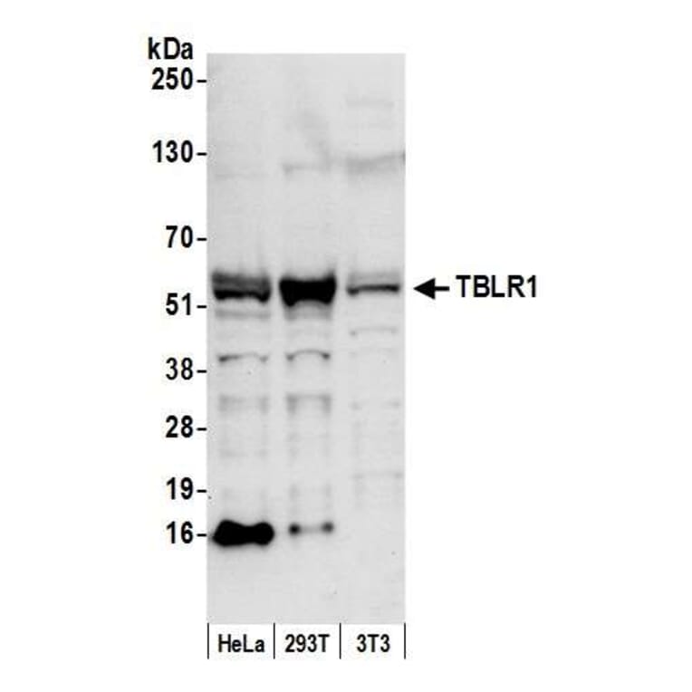 Western Blot - Anti-TBLR1 Antibody (A295501) - Antibodies.com