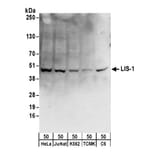 Western Blot - Anti-LIS1 Antibody (A295502) - Antibodies.com