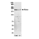 Western Blot - Anti-RICTOR Antibody (A295540) - Antibodies.com