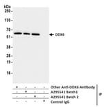 Immunoprecipitation - Anti-DDX6 Antibody (A295541) - Antibodies.com