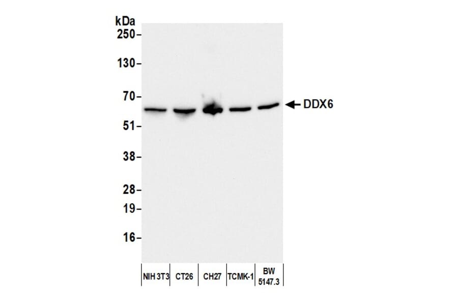 Western Blot - Anti-DDX6 Antibody (A295541) - Antibodies.com